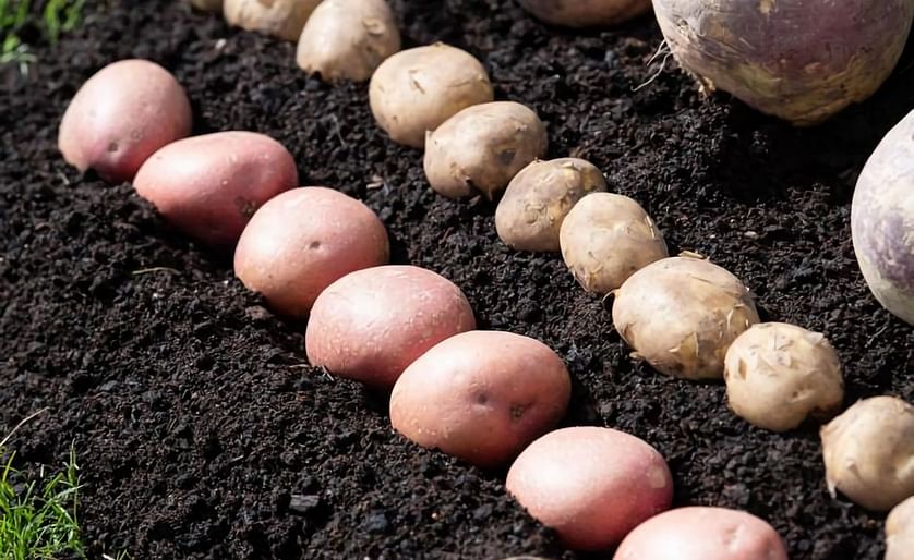 Growers are planning to set up a co-op to represent the Scottish seed potato industry