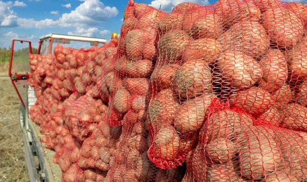 Seed potato export from Scotland to Northern Ireland to resume starting September 30