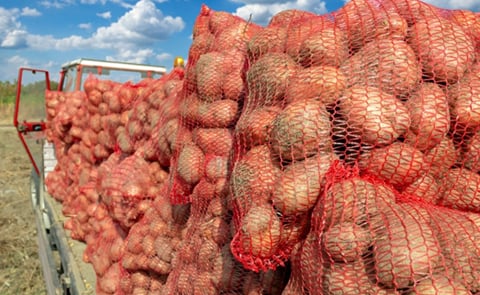 Seed potato exports to Northern Ireland to restart from 30 September Seed potato exports to Northern Ireland to restart from 30 September