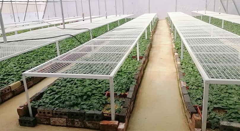 Seed potato multiplication green house at Kutsaga Research Station in Harare