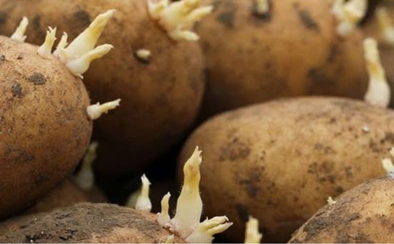 Seed Potatoes HZPC Potato Day