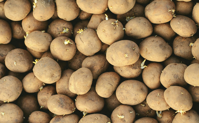 Healthy and Uniform Seed Potatoes for Successful Crop Establishment
