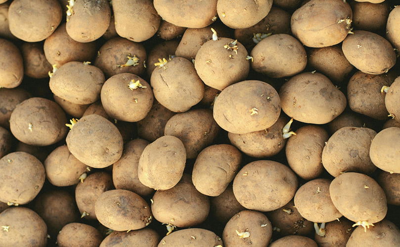 Healthy and Uniform Seed Potatoes for Successful Crop Establishment Healthy and Uniform Seed Potatoes for Successful Crop Establishment