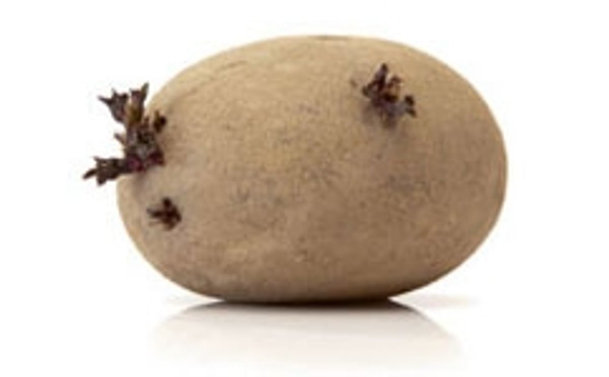 Breeders Trust sues Belgian farmers and a French Fry Manufacturer for illegal multiplication of seed potatoes. Breeders Trust sues Belgian farmers and a French Fry Manufacturer for illegal multiplication of seed potatoes.