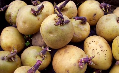 Seed Potatoes Seed Potatoes