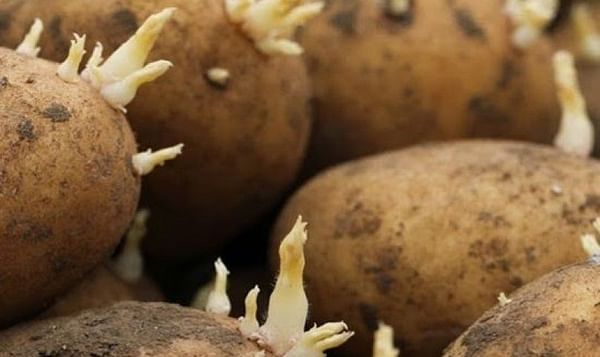 Stop of seed potato import in 2021, says Algerian Minister of Agriculture