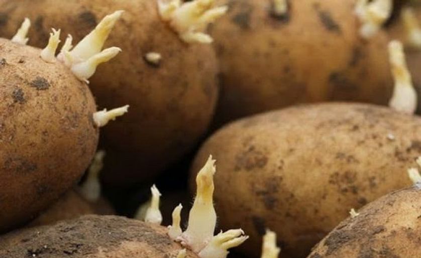 The Algerian Minister of Agriculture, Rural Development and Fisheries Abdelkader Bouazghi said that Algeria would stop the import of seed potatoes in 2021