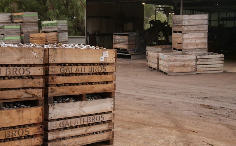 Seed potatoes are grown to sell on to fresh potato farms. (Courtesy: ABC - Angus Mackintosh) Seed potatoes are grown to sell on to fresh potato farms.