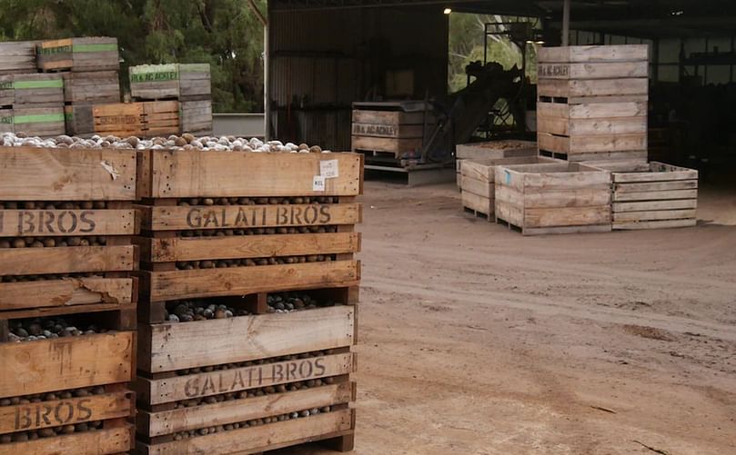 Seed potatoes are grown to sell on to fresh potato farms.