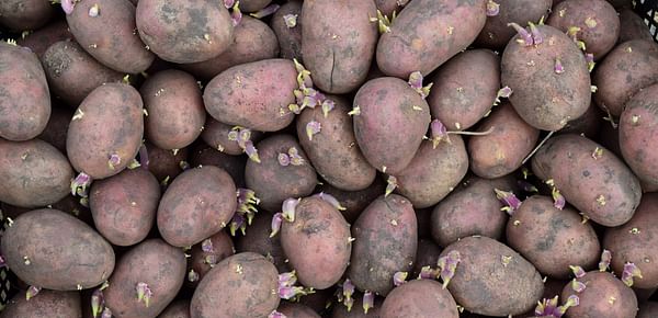 How to improve the seed potato industry in Sri Lanka.