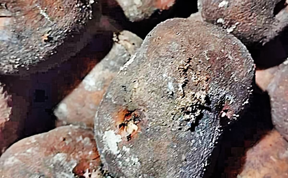 Imported seed potatoes being stored in Kuppilan Jaffna. They were found to be infected with fungi.