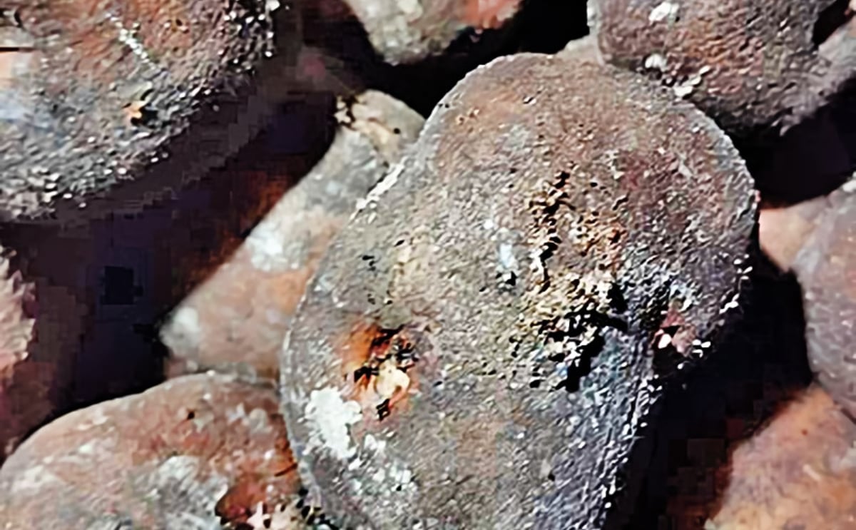 Imported seed potatoes being stored in Kuppilan Jaffna. They were found to be infected with fungi. Imported seed potatoes being stored in Kuppilan Jaffna. They were found to be infected with fungi.