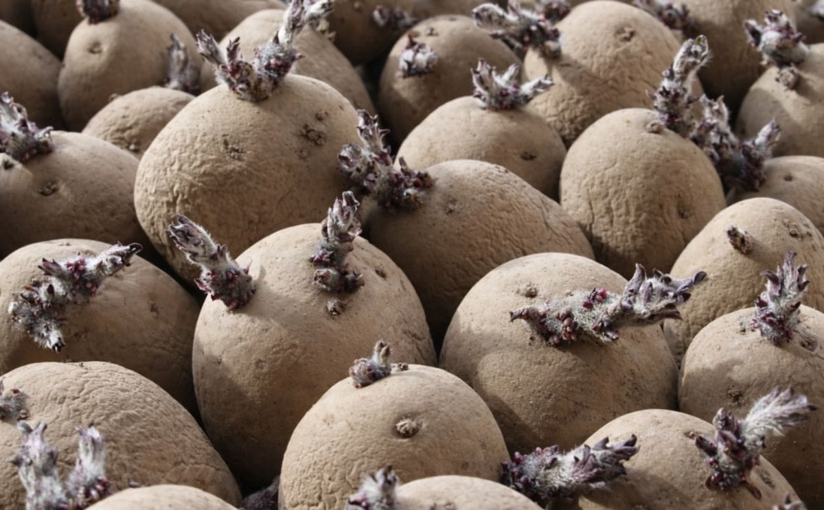 Armenia ready to export 10,000 tons of seed potato to Russia - See more at: http://arka.am/en/news/business/armenia_ready_to_export_10_000_tons_of_seed_potato_to_russiavvv/#sthash.BSPqYhon.dpuf Armenia ready to export 10,000 tons of seed potato to Russia - See more at: http://arka.am/en/news/business/armenia_ready_to_export_10_000_tons_of_seed_potato_to_russiavvv/#sthash.BSPqYhon.dpuf