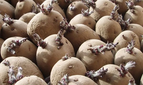 Armenia ready to export 10,000 tons of seed potato to Russia - See more at: http://arka.am/en/news/business/armenia_ready_to_export_10_000_tons_of_seed_potato_to_russiavvv/#sthash.BSPqYhon.dpuf