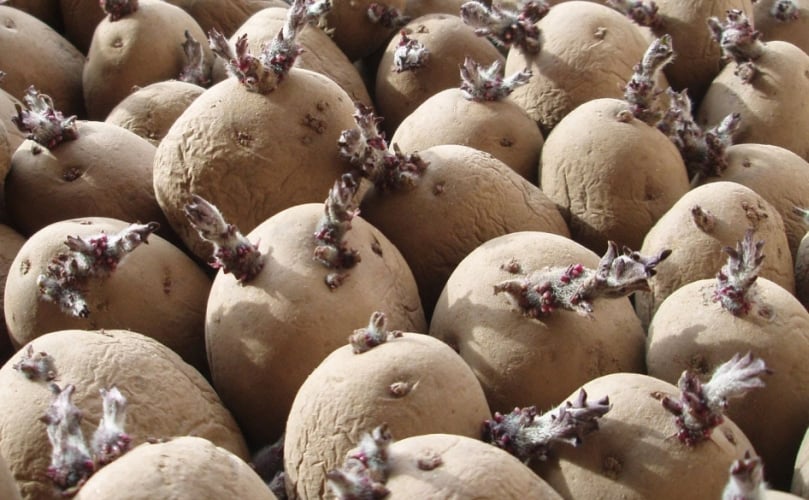 Farmer Cutting and Drying Sprouted Seed Potatoes