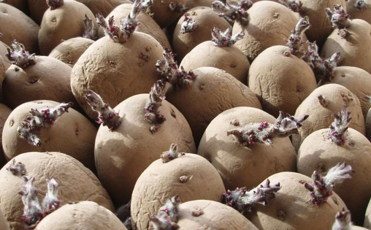 Armenia ready to export 10,000 tons of seed potato to Russia - See more at: http://arka.am/en/news/business/armenia_ready_to_export_10_000_tons_of_seed_potato_to_russiavvv/#sthash.BSPqYhon.dpuf Armenia ready to export 10,000 tons of seed potato to Russia - See more at: http://arka.am/en/news/business/armenia_ready_to_export_10_000_tons_of_seed_potato_to_russiavvv/#sthash.BSPqYhon.dpuf