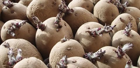 Armenia ready to export 10,000 tons of seed potato to Russia - See more at: http://arka.am/en/news/business/armenia_ready_to_export_10_000_tons_of_seed_potato_to_russiavvv/#sthash.BSPqYhon.dpuf