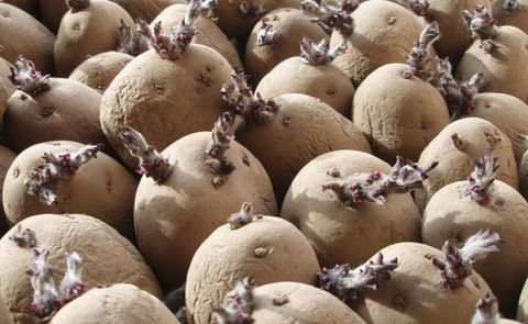 Sprouting seed potatoes. Sprouting seed potatoes.