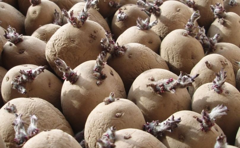 Farmer Cutting and Drying Sprouted Seed Potatoes