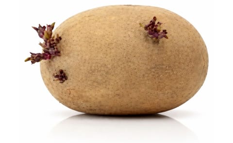 Breeders Trust sues Belgian farmers and a French Fry Manufacturer for illegal multiplication of seed potatoes. Breeders Trust sues Belgian farmers and a French Fry Manufacturer for illegal multiplication of seed potatoes.