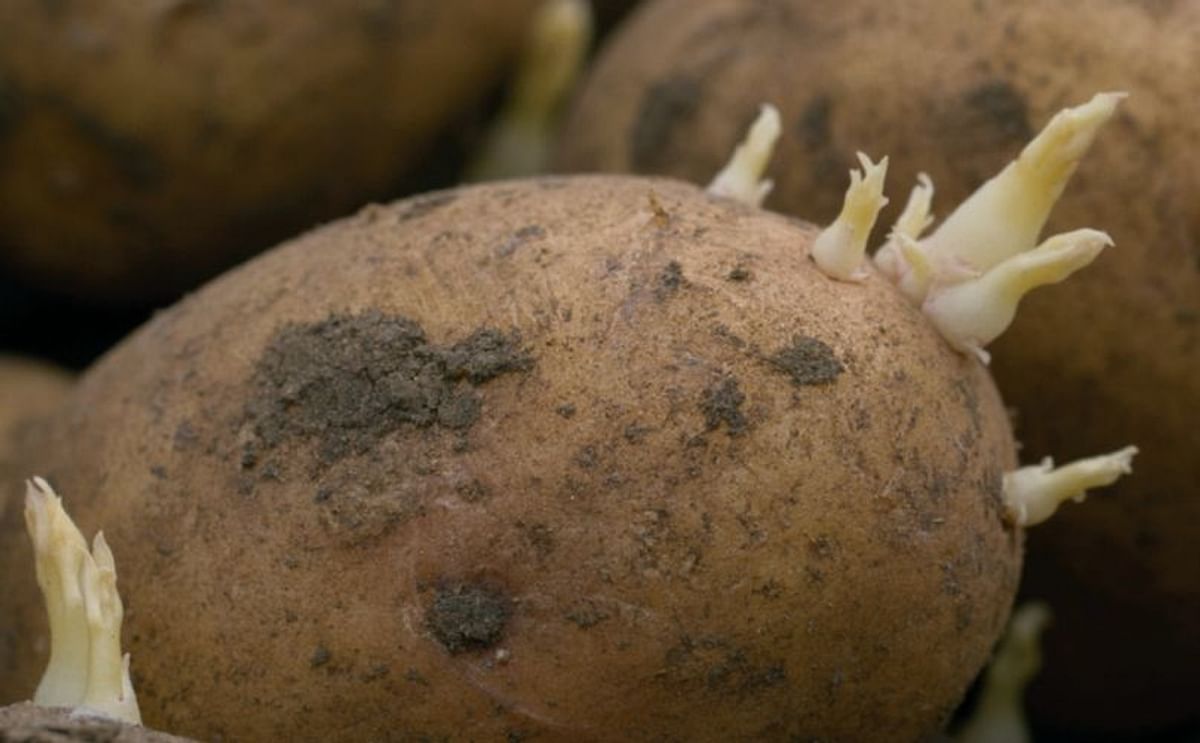 A key reason why British seed potatoes retain their high-health status is the stringent Seed Potato Classification Scheme (SPCS) imposed upon the entire seed production chain, right up to the point of sale to the seed customers and growers.