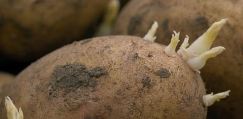Brexit may pose challenges for Scottish Seed Potato Exporters