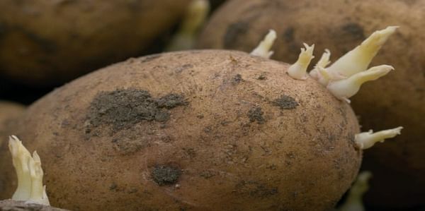 Brexit may pose challenges for Scottish Seed Potato Exporters