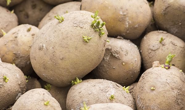 Vietnam approves import of British seed potatoes
