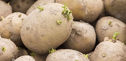 Seed potatoes ready for planting