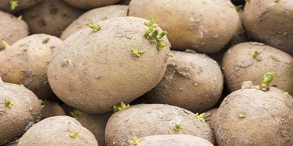 Vietnam approves import of British seed potatoes