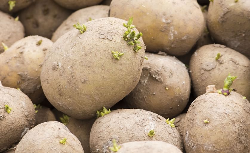 The trade of seed potatoes from Great Britain to the EU was immediately banned after Brexit.