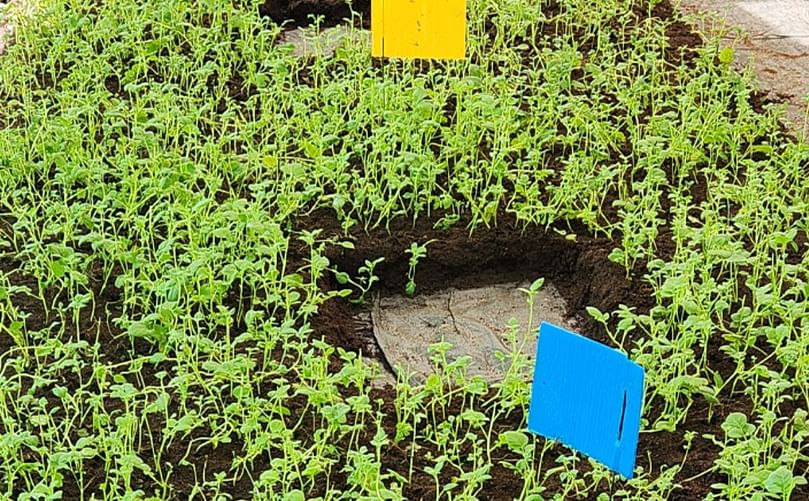 Healthy potato seedlings grown using Rooted Apical Cuttings (RAC) technology, ready to be transplanted, ensuring rapid multiplication and disease-free potato crops for farmers in Nepal and Bhutan.