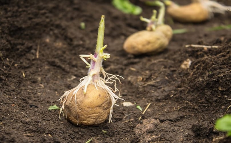 Detalle de brotes sanos emergiendo de un tubérculo