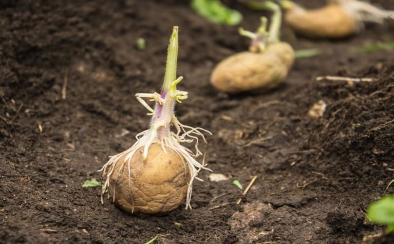 Close-up of a single potato tuber with healthy sprouts emerging