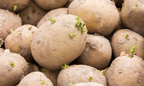 Seed potatoes with small green sprouts
