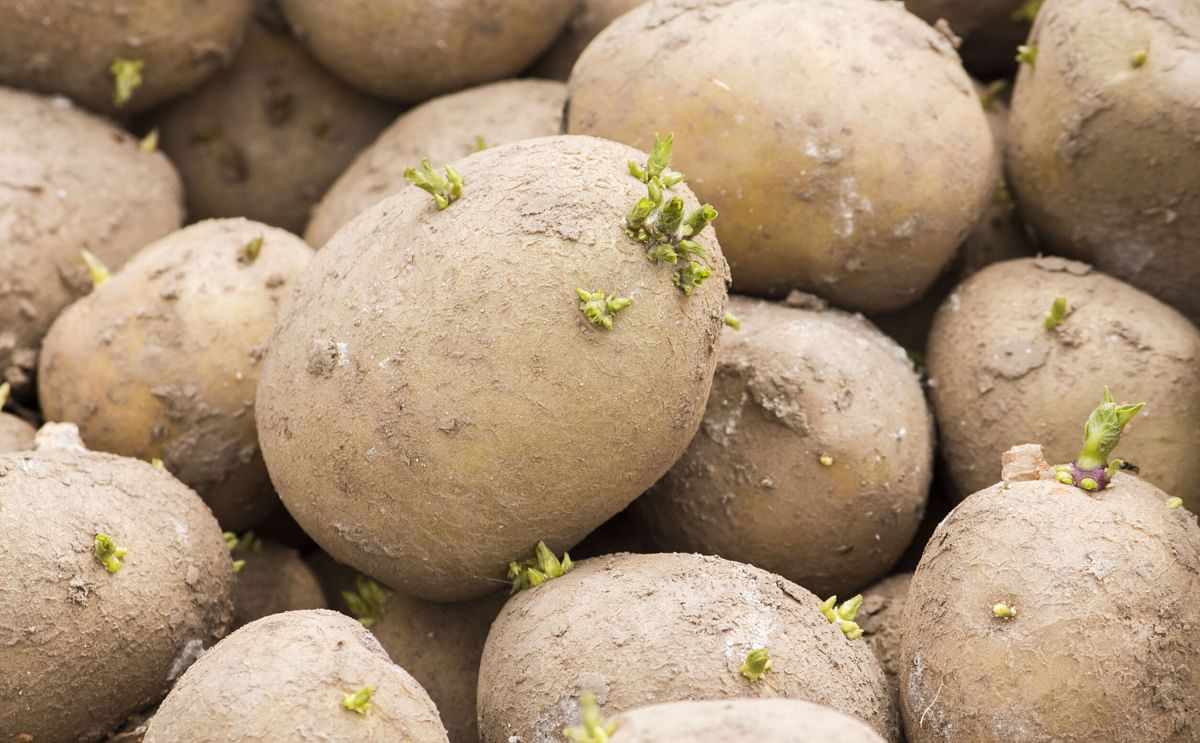 Seed potatoes with small green sprouts