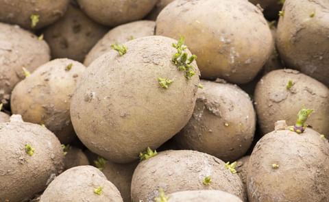 Seed potatoes with small green sprouts Seed potatoes with small green sprouts