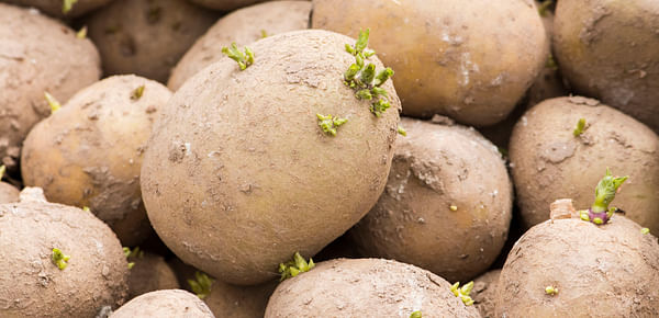 Minister McConalogue announces approvals under Seed Potato Sector and Chipping Potato Sector Investment Aid