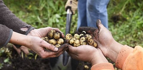 The Lingít K'úntsx' variety has been grown by coastal Tlingit for over 200 years