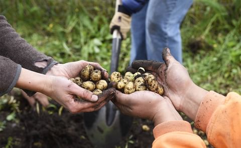 La palabra patata y lo que nos cuenta sobre nuestra historia La palabra patata y lo que nos cuenta sobre nuestra historia