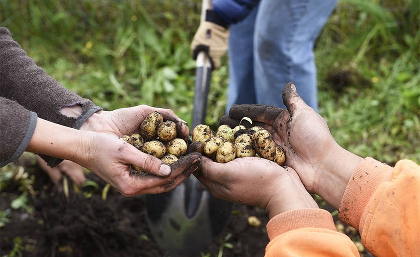 The seeds for the Lingít K'úntsx', or Tlingit Potato, were brought to the Carcross/Tagish First Nation garden in February from Juneau, Alaska. (Courtesy: Haley Ritchie | Yukon News)
