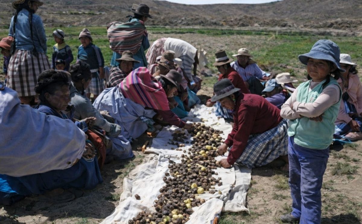 Aprendiendo de los expertos en agricultura adaptada a la variabilidad climática: lecciones de los agricultores del altiplano