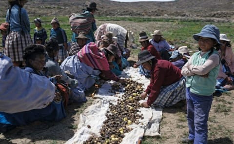 Aprendiendo de los expertos en agricultura adaptada a la variabilidad climática: lecciones de los agricultores del altiplano Aprendiendo de los expertos en agricultura adaptada a la variabilidad climática: lecciones de los agricultores del altiplano