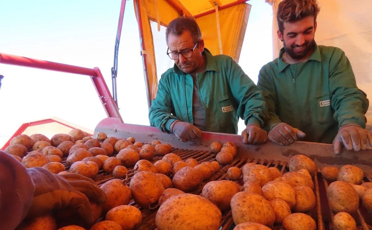 Selección de patatas, en la última campaña Selección de patatas, en la última campaña