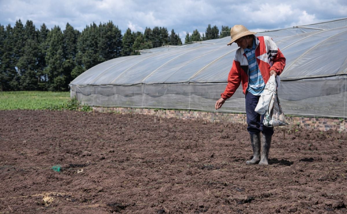 Selección participativa en el mejoramiento ce cultivares de papa en el departamento de Nariño Selección participativa en el mejoramiento ce cultivares de papa en el departamento de Nariño