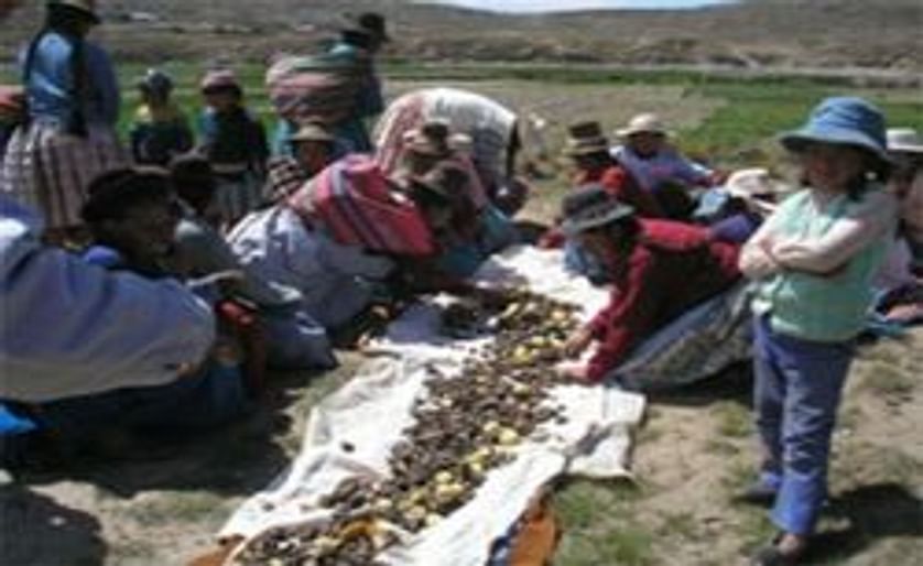Aprendiendo de los expertos en agricultura adaptada a la variabilidad climática: lecciones de los agricultores del altiplano