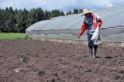 La Universidad Nacional de Colombia apoya seguridad alimentaria del departamento de Nariño con cultivares de papa