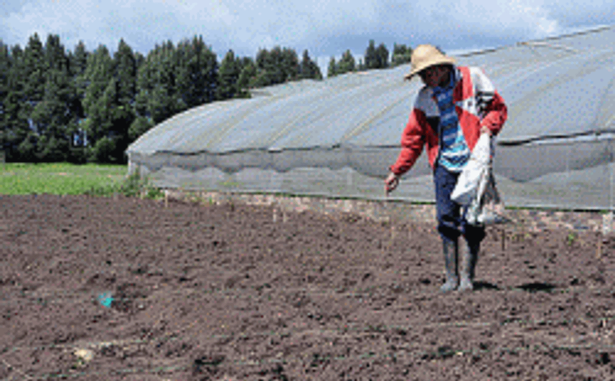 La Universidad Nacional de Colombia apoya seguridad alimentaria del departamento de Nariño con cultivares de papa