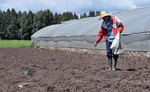 La Universidad Nacional de Colombia apoya seguridad alimentaria del departamento de Nariño con cultivares de papa La Universidad Nacional de Colombia apoya seguridad alimentaria del departamento de Nariño con cultivares de papa