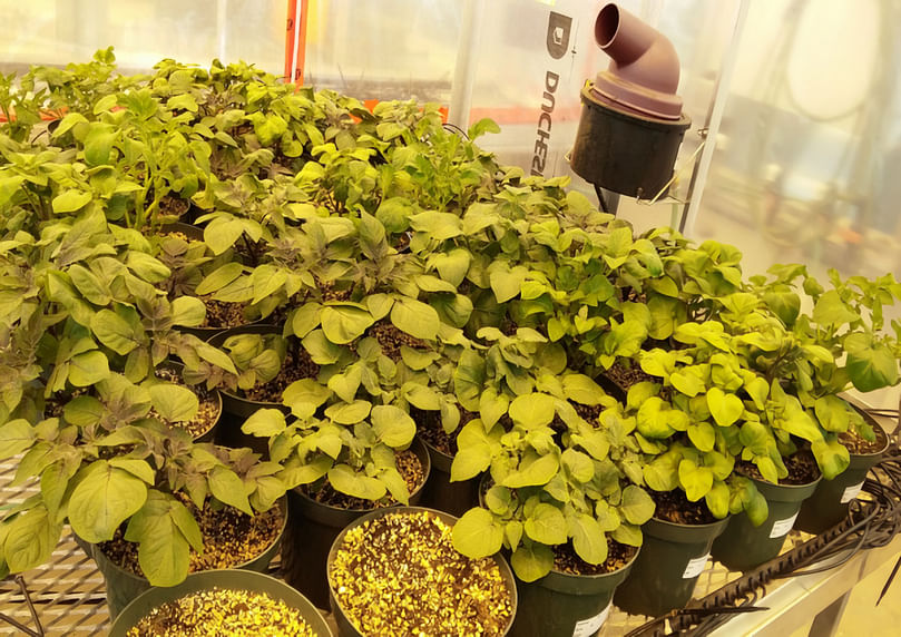 Healthy potato plants treated with the selenium solution in the Harrington Research Farm greenhouse.